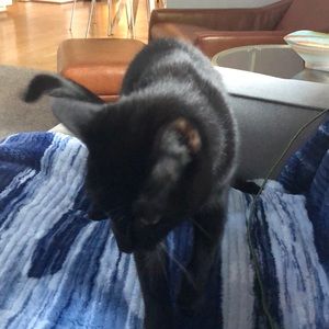 Meet your Posher, Wendy